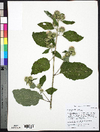Arctium minus image