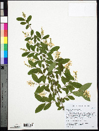 Ligustrum obtusifolium image