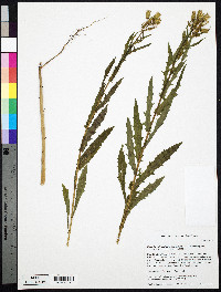 Erechtites hieraciifolius var. hieraciifolius image