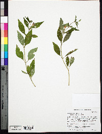 Mimulus alatus image