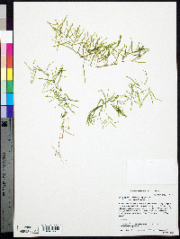 Potamogeton foliosus subsp. foliosus image
