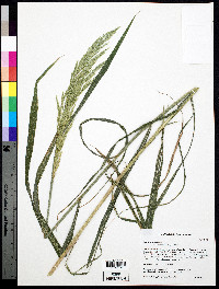 Cinna arundinacea image