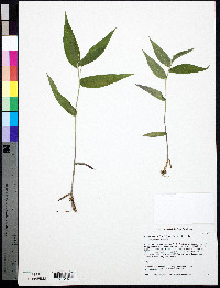 Dichanthelium boscii image
