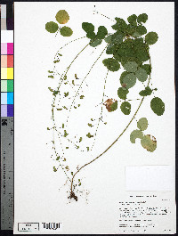 Desmodium marilandicum image