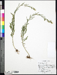 Erigeron canadensis image
