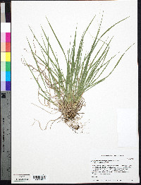 Dichanthelium linearifolium image