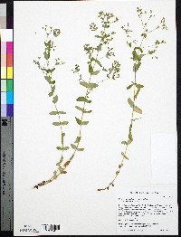 Hypericum mutilum subsp. mutilum image