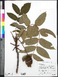 Juglans cinerea image