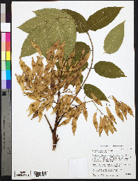 Ailanthus altissima image