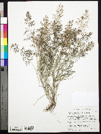 Eragrostis pectinacea var. pectinacea image