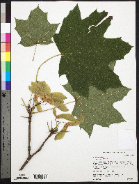 Acer platanoides image
