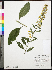 Solidago speciosa image