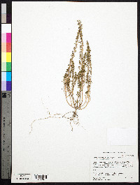 Dysphania pumilio image