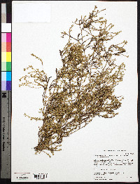 Polygonum aviculare subsp. neglectum image