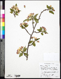 Malus pumila image