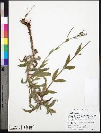 Epilobium parviflorum image