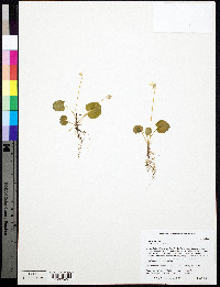 Viola minuscula image