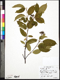 Cornus amomum subsp. amomum image