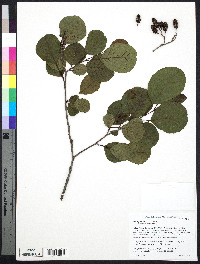 Alnus glutinosa image