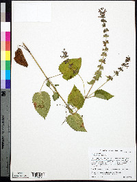 Stachys palustris image