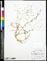 Stellaria graminea image