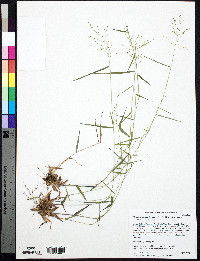 Dichanthelium dichotomum subsp. dichotomum image
