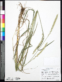 Lolium perenne subsp. perenne image