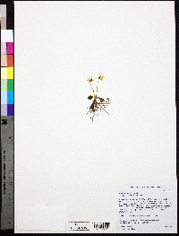 Viola rotundifolia image