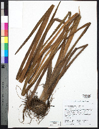 Sparganium eurycarpum image