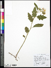 Solanum carolinense var. carolinense image
