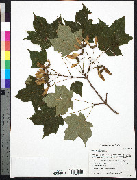 Acer nigrum image