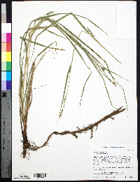 Carex trichocarpa image