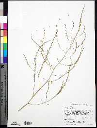 Asparagus officinalis image