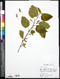 Morus alba image