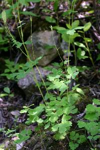 Aquilegia brevistyla image