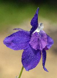 Delphinium bicolor image