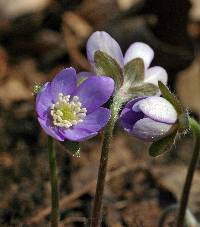 Image of Hepatica americana