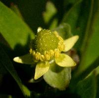 Image of Ranunculus abortivus