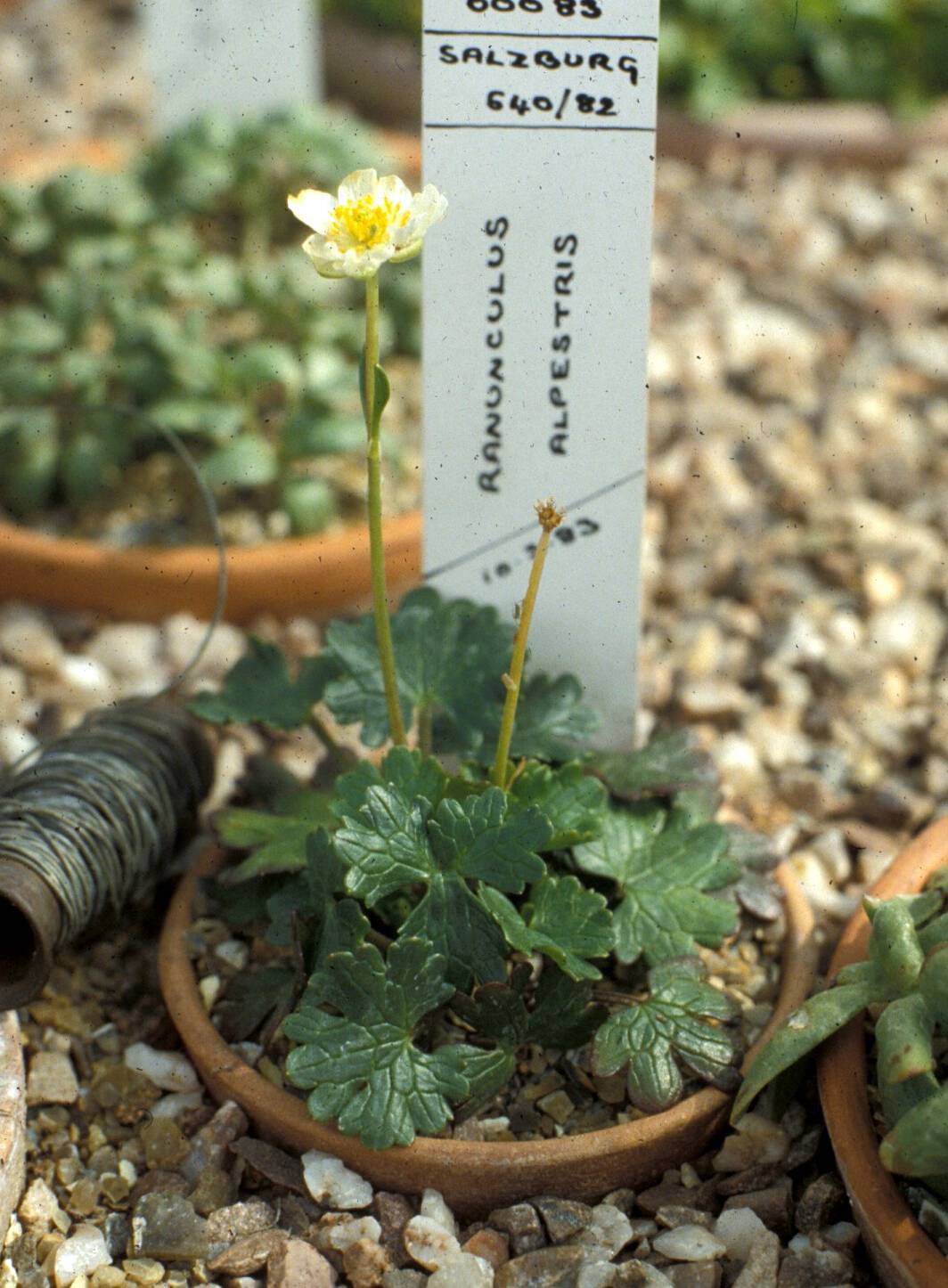 Ranunculus alpestris image