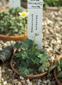 Image of Ranunculus alpestris