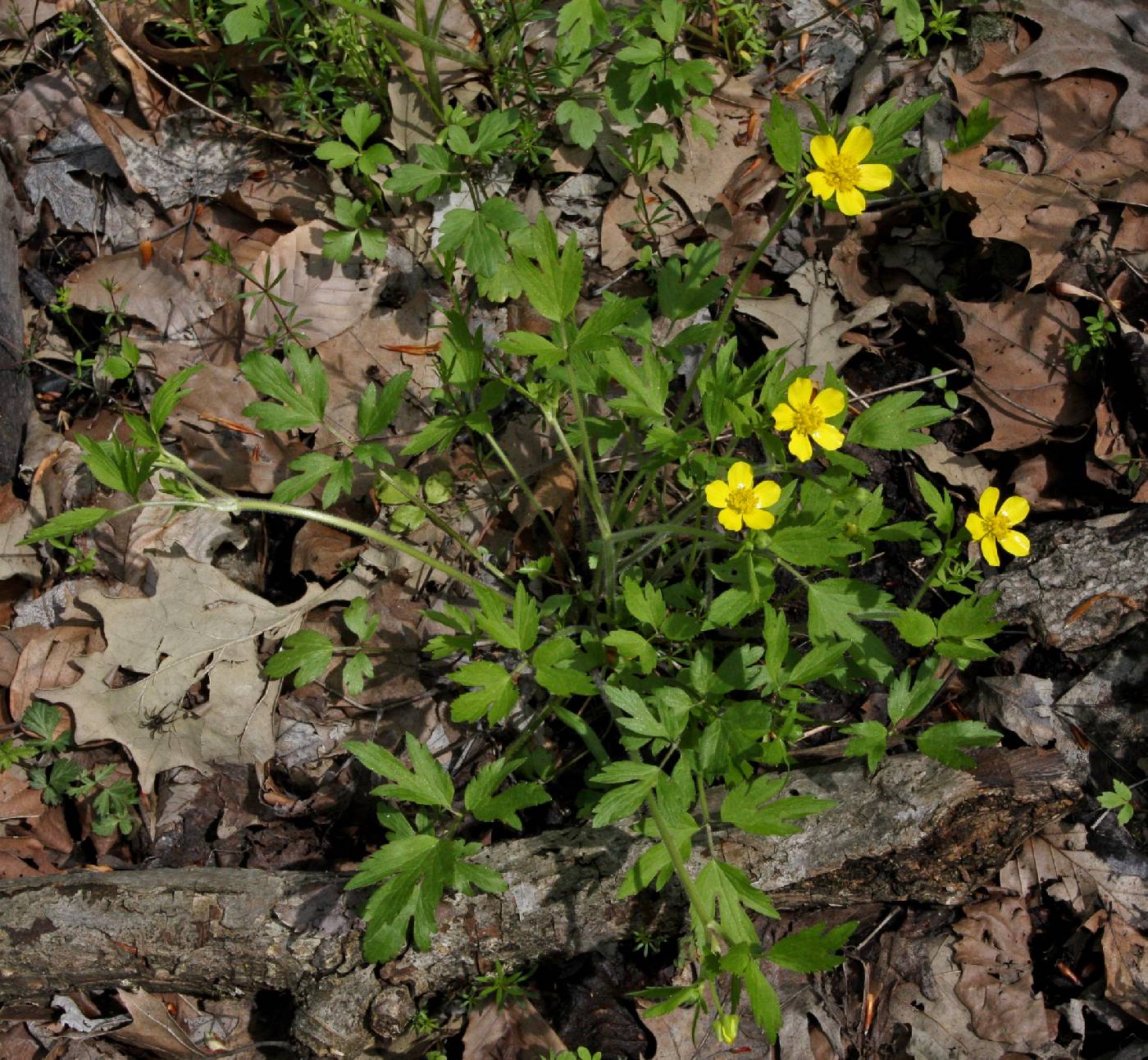 Ranunculus hispidus var. hispidus image