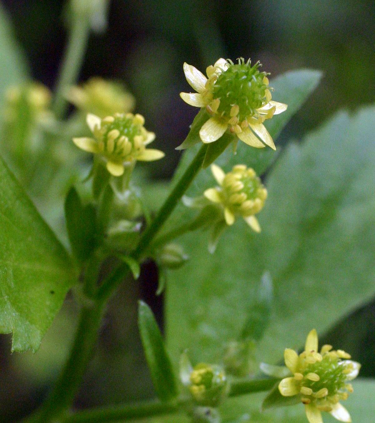 Ranunculus recurvatus var. recurvatus image