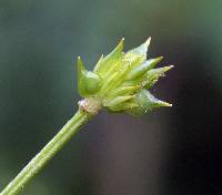 Ranunculus hispidus image