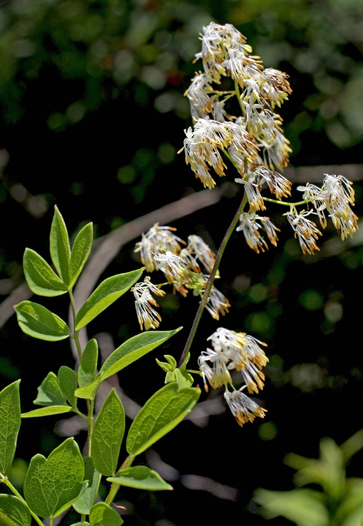 Thalictrum dasycarpum image