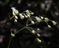 Thalictrum amphibolum image