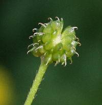 Ranunculus recurvatus image