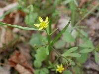 Image of Ranunculus harveyi