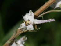 Image of Delphinium albescens