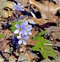 Anemone americana image