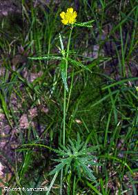Image of Ranunculus acris